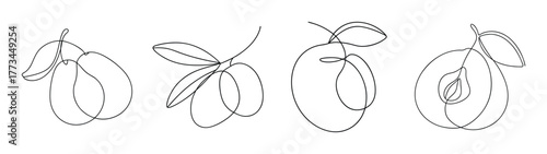 Sketch of four loquat fruits showing different angles and details