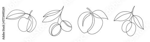 Mamoncillo fruit on branches line art drawing
