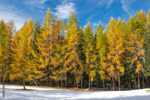 front view of the larches with golden autumn colors in an alpine forest