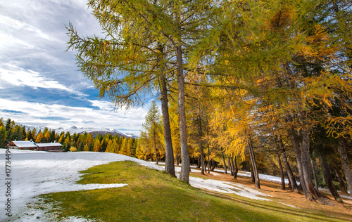 landscape of alpine forest with larches in beautiful golden colors under clou...