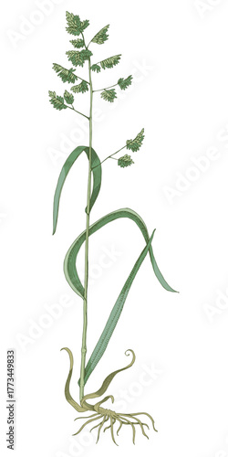 Orchardgrass botanical sketched illustration vector