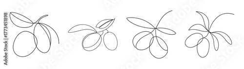 Four stylized sketches of miracle fruit berries on a branch with leaves