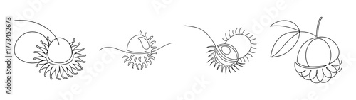 Close-up line drawing art of rambutans showing hairy texture and seed details