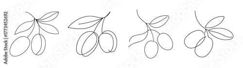 Four drawings of miracle fruit berries and leaves on