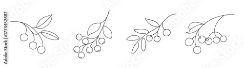 Mountain ash berries bunch outline graphic white isolated