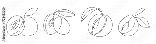 Line art drawing of sapodilla fruit in various angles and detail