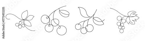 Delicate redcurrant fruit sprigs artistic line drawing isolated detail