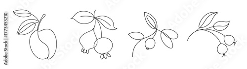 Delicate line drawings of rose hips with leaves and stems