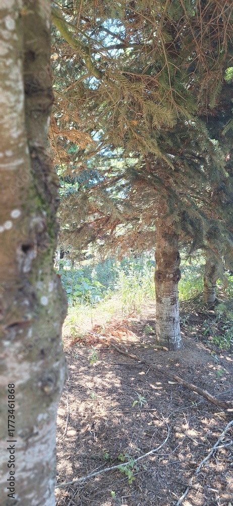 Fototapeta premium morning in the forest