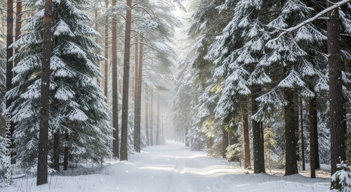 Snowy forest path with tall trees covered in snow on a winter day