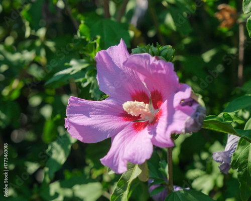 Close-up of a vibrant pink-purple Hibiscus flower Rose of Sharon with a prominent red and white center, brightly lit by sunlight against a blurred dark green garden background.