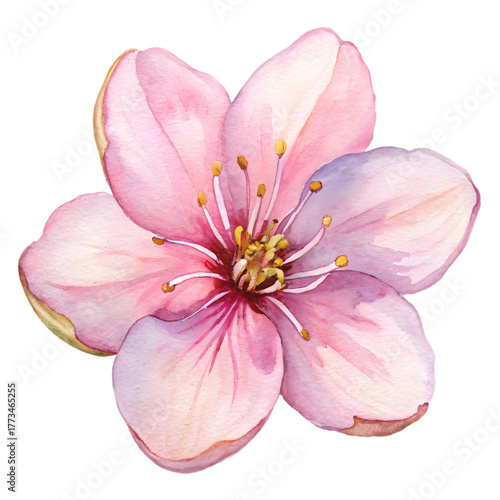 Elegant Watercolor Flowers Clipart: Peony, Orchid, and Sunflower Blooms for Spring & Summer Design