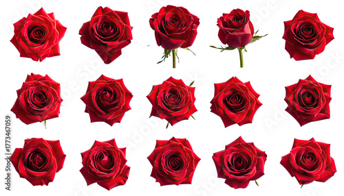Fifteen vibrant red roses, various angles, black background
