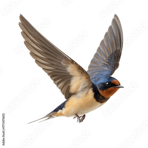 Barn swallow fly Isolated on Transparent Background. PNG.