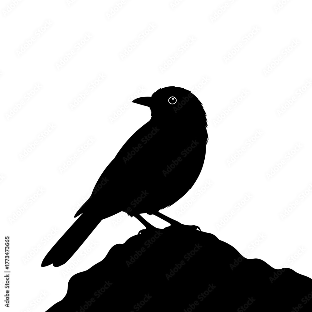 Obraz premium Small bird on a rock top