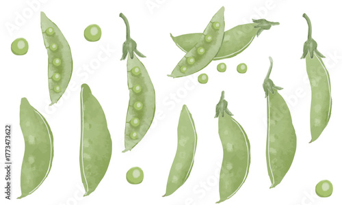 水彩の手描きエンドウ豆素材セット（スナップエンドウ、絹さや、グリーンピース）