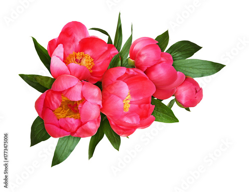 Сoral peony flowers with gr...