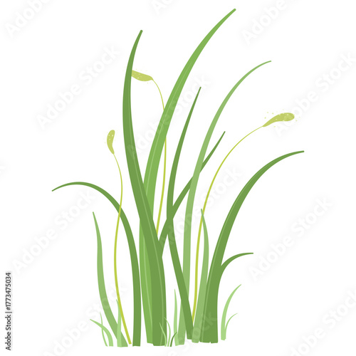 grass with long, curved green blades. Natural botanical element suitable for decoration, garden themes, and eco illustrations.