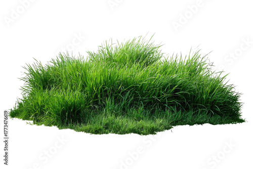 Lush, vibrant green grass clump with tall blades swaying gently