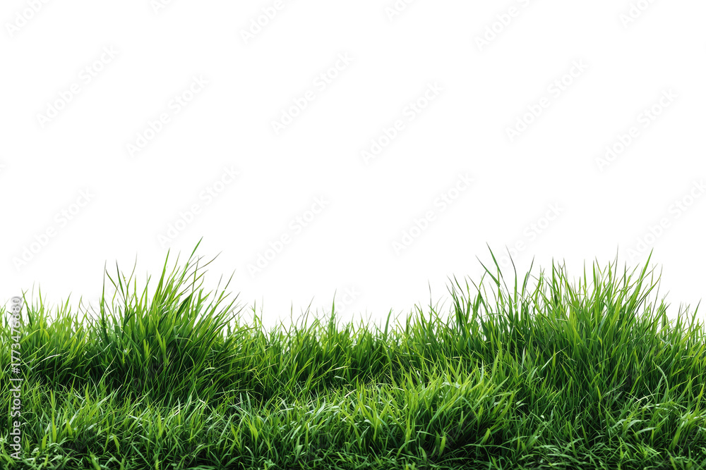 Fototapeta premium Lush green grass with individual blades, against a black background