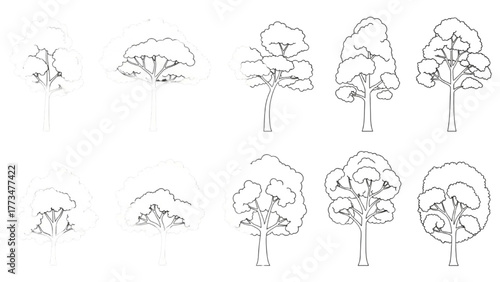 Line Art Tree Progression A Step-by-Step Guide to Tree Illustration