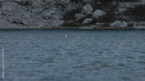 Somormujo Lavanco acicalandose el plumaje mientras flota en el agua del pantano de Beniarres, España