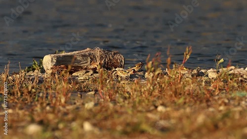 Jilgueros y Lavandera Blanca en la Orilla Seca del Pantano de Beniarrés, Comunidad Valenciana, España