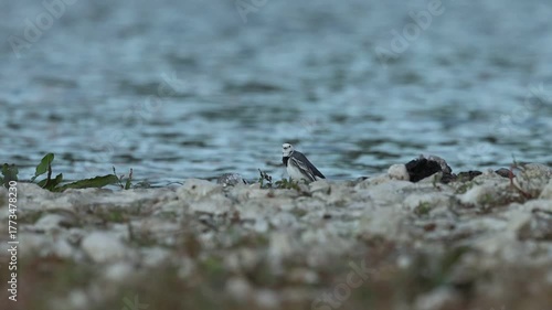 Detalle de Limpieza de Plumas de lavandera blanca, Beniarres, España