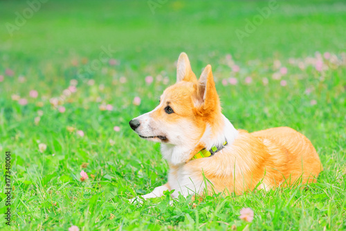 Pembroke Welsh Corgi lying on the grass, side view