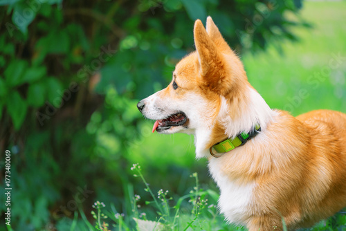 Dog of breed of Pembroke Welsh Corgi with its tongue out is standing against the background of tree branches, close-up portrait