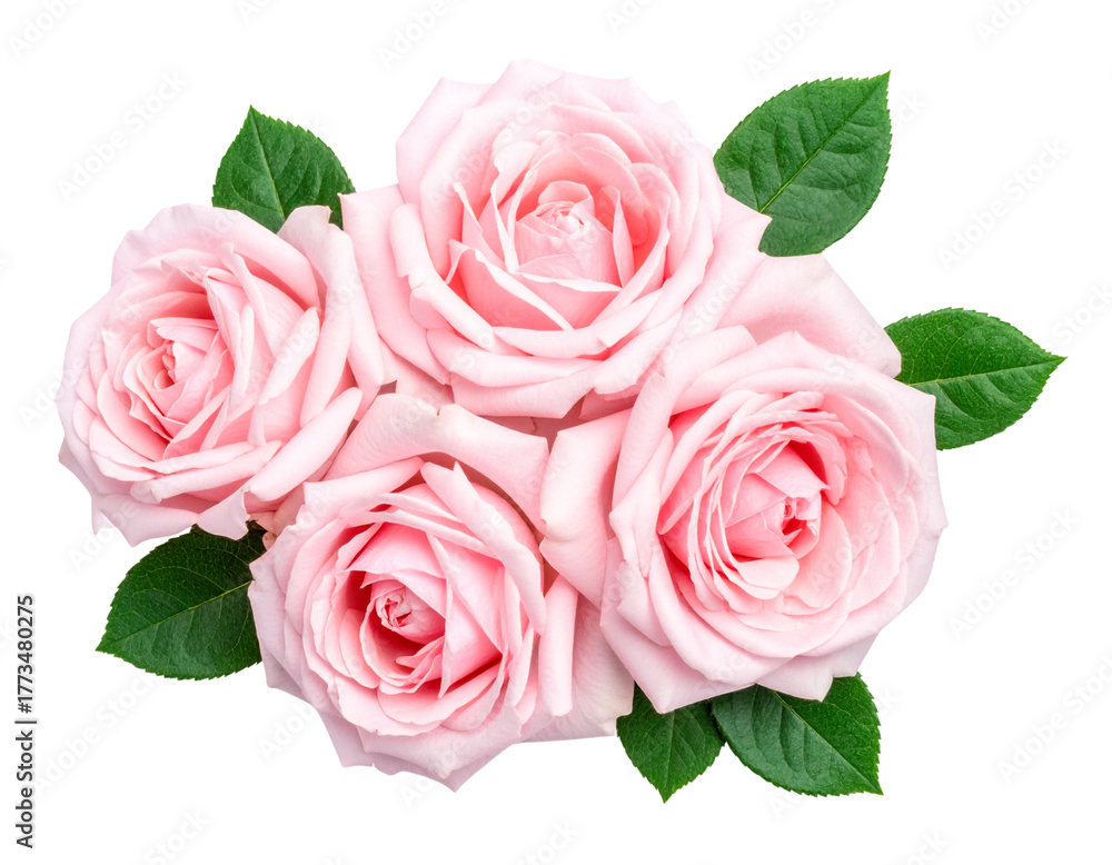 Naklejka premium Decorative Cluster of Multiple YRose Stems, Top-Down Arrangement, Isolated