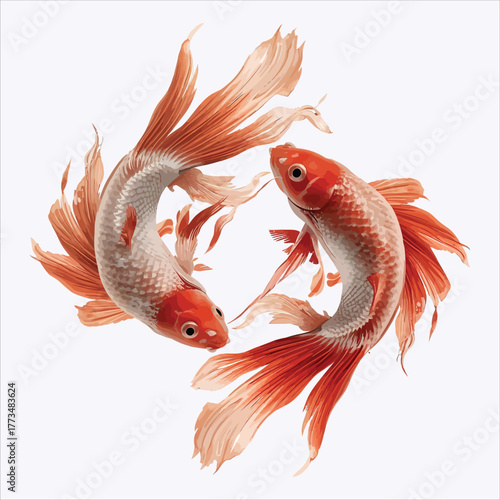 Elegant red and white koi fish pair circular dance