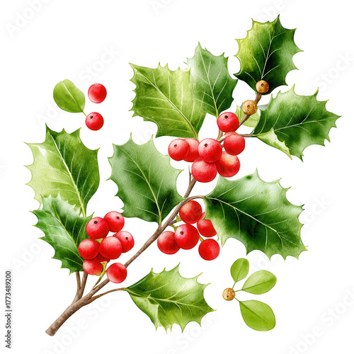 Holly plant branch with vibrant red berries and glossy green leaves on a black background