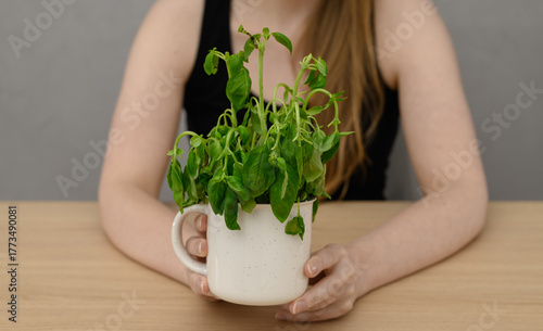 Obraz na plátně Woman holding a potted plant of wilting basil, maintaining a home herbarium with