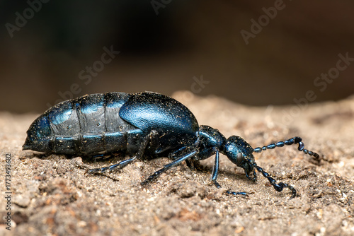 Violet Oil-beetle - Meloe violaceus, beautiful poisoneous blister beetle from European meadows and grasslands, Zlin, Czech Republic.