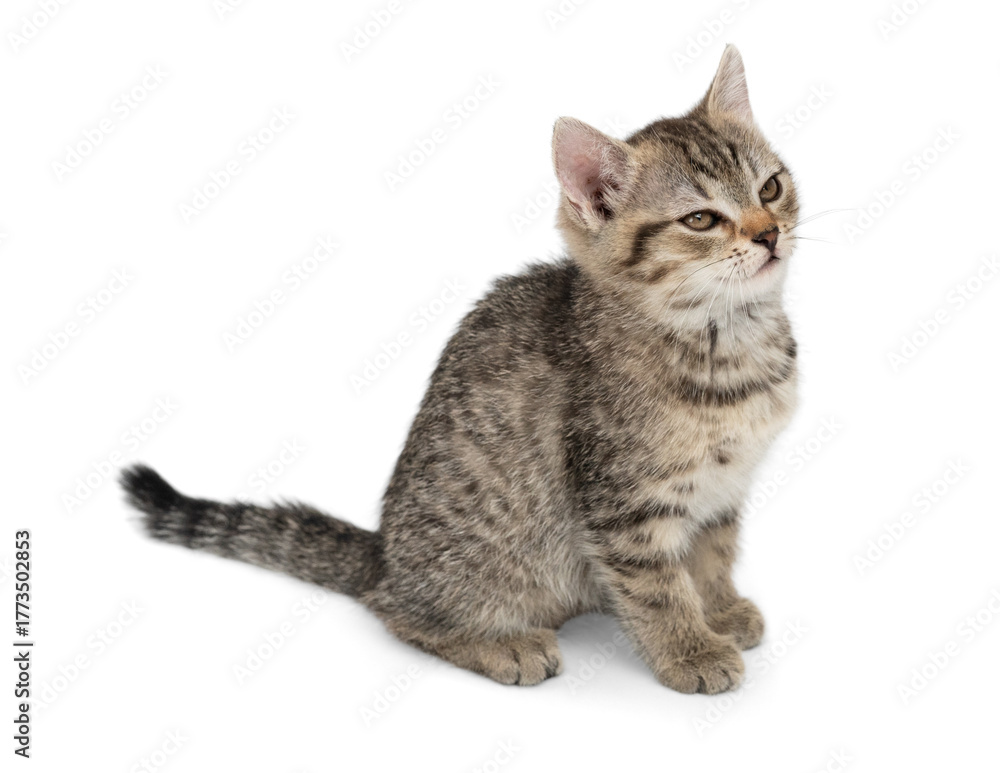 Fototapeta premium Small gray kitten isolated on white background. A cunning kitten sits and waits for food.