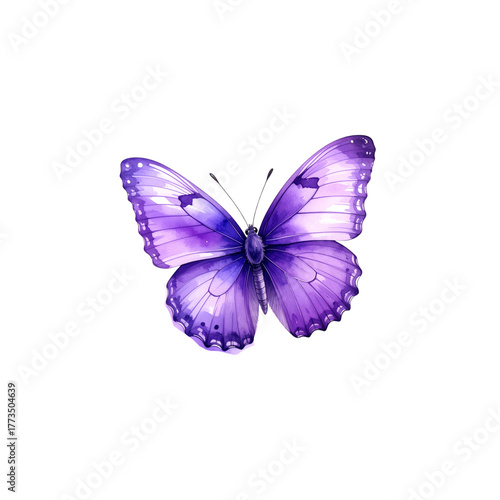 Watercolor butterfly on white background