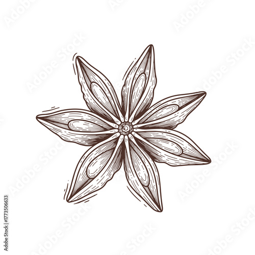 Hand-drawn star anise vintage style in brown lines on transparent background 