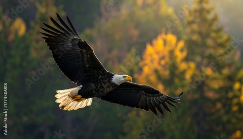 Wallpaper Mural Bald eagle soaring in flight against autumnal forest Torontodigital.ca