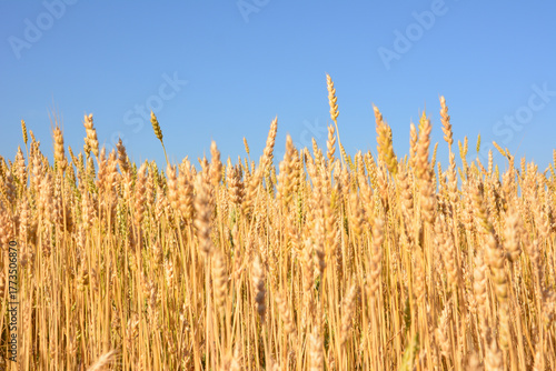 Wallpaper Mural Golden Wheat Field Under a Clear Blue Sky close up Torontodigital.ca