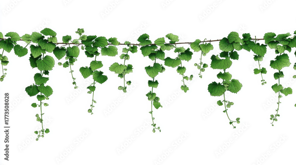 Fototapeta premium A minimalist graphic illustration of a hop shoot using clean, simple green lines on a white background. Modern art style.