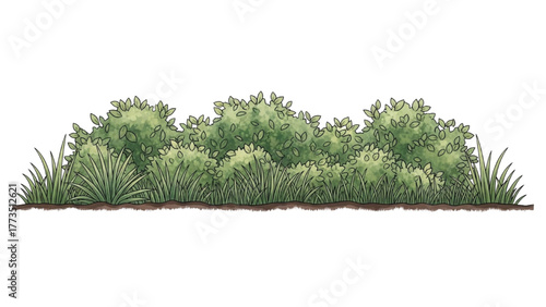 Lush green bushes and grass border in a natural outdoor setting