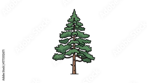 Detailed vector illustration of a single evergreen pine tree isolated on a white background