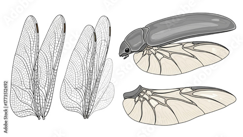 Detailed anatomical illustration of a prehistoric winged insect and its wings