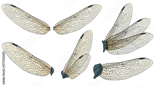 Dragonfly Wings Detailed Anatomy and Structure in Various Angles
