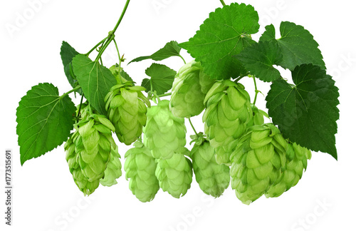 Valokuva lush hop cones and leaves representing brewing, agriculture, and natural flavors