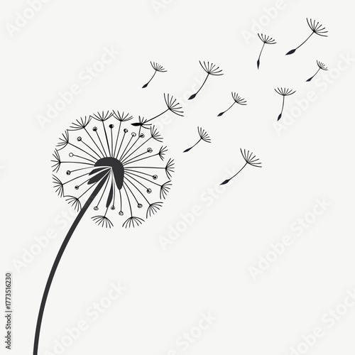 Dandelion with seeds blowing