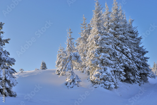 Stuhleck mountain landscape with snow-covered trees and blue sky. Snow-covered fir trees standing on Stuhleck mountain slope under clear blue sky.