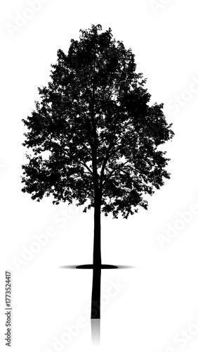 Silhouette of a tall deciduous tree against a white background