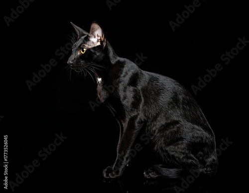 Sleek Black Cat Posing Elegantly on Black Background